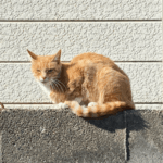 部屋の住人だった猫 The resident of the room is this cat